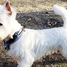 West Highland White Terriers from Wee Bairn Westies