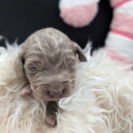 Donner - female Long Haired Weimaraner puppy in Evart, Michigan from Drehbar Weimaraners