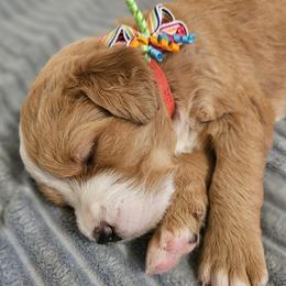 Girl 4 - female Bernedoodle puppy in Henderson, Colorado from Huggable Bernedoodles of Colorado LLC