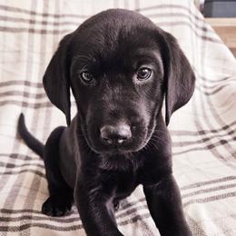 Orange Collar - Black male Labrador Retriever puppy in Coarsegold, California from Sierra Hills Retrievers