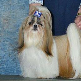 Shih Tzus from My Shih Tzus