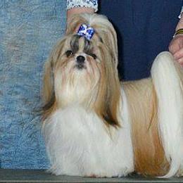 Shih Tzus from My Shih Tzus