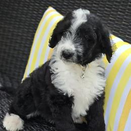 Girl 2 - female Bernedoodle puppy in North Prairie, Wisconsin from Sandra Bucher
