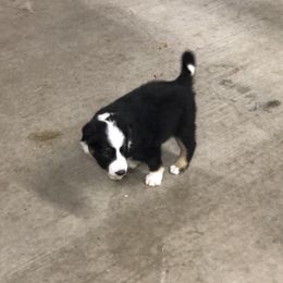 Border Collie Puppies from Burke BC’s