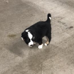 Border Collie Puppies from Burke BC’s