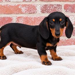 Riot - Black and tan male Dachshund puppy in Industry, Illinois from KDKs Kennels