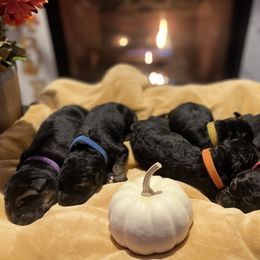 German Shepherd Puppies from MK German Shepherds LLC