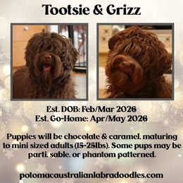 Australian Labradoodle puppies from Potomac Australian Labradoodles