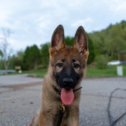 Belgian Malinois, Dutch Shepherd, and German Shepherd Puppies from Stay Wild K9
