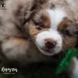 Australian Shepherd, Miniature American Shepherd, Miniature Australian Shepherd, and Toy Australian Shepherd Puppies from TK Standard, Mini, & Toy Aussies