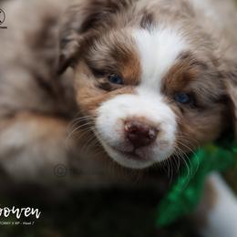 Australian Shepherd, Miniature American Shepherd, Miniature Australian Shepherd, and Toy Australian Shepherd Puppies from TK Standard, Mini, & Toy Aussies