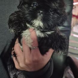 Elmo - Black and white male Shih Tzu puppy in Green Valley Lake, California from All American Shih Tzu Puppies