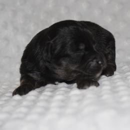 Bane - Black Miniature Australian Shepherd puppy in Paris, Texas from Kuttin’ Up Mini Aussies