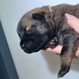 Yuma White Collar - Fawn male Eurasier puppy in Lakewood, Ohio from Exquisite Eurasier