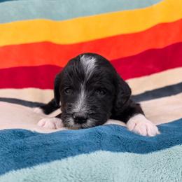 Pongo - Black and white male Sheepadoodle puppy in Owensville, Missouri from Oak Valley Kennels