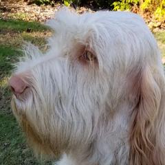 Tati - Spinone Italiano