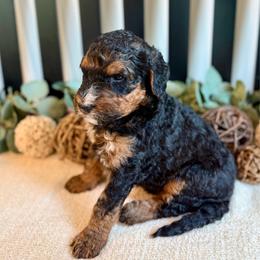 Koda - Phantom male Bernedoodle puppy in Perrysville, Ohio from Pleasant Valley Bernedoodles