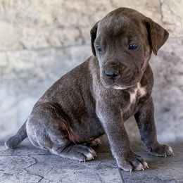 Yellow Collar - Gray brindle male Cane Corso puppy in Catawba, North Carolina from Catawba Cane Corso