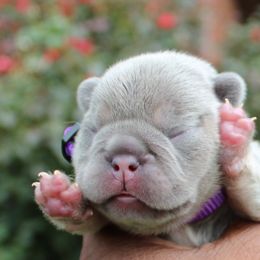 Bulldogs and French Bulldogs from Gotham City Bulldogs