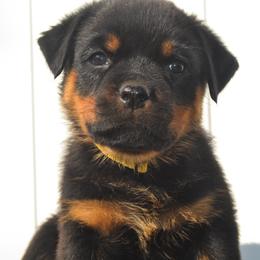 Miss Yellow - Black and mahogany female Rottweiler puppy in Ethel, Washington from Titanenheim Rottweilers