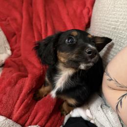 Fluffy - Black and tan female Dachshund puppy in Texarkana, Arkansas from Cadie Bounds