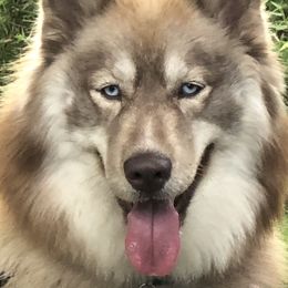 Siberian Huskies from Binski’s Huskies