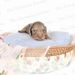 Milan - Dapple female Dachshund puppy in Greenville, North Carolina from The Gorman Farms