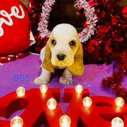 BB5 - Red and white male Basset Hound puppy in Britton, South Dakota from K&S Canines