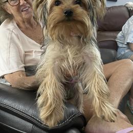 Shorkie All Grown Up from Roover's Oklahoma Shorkies