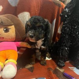 Jazmine - Phantom female Poodle puppy in Winter Haven, Florida from Herdez’s Poodles