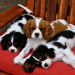 Cavalier King Charles Spaniels from Cavaliers of Woodward