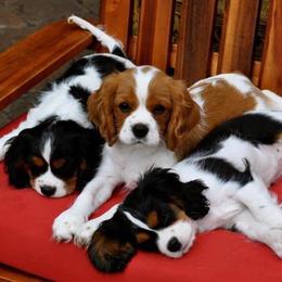 Cavalier King Charles Spaniels from Cavaliers of Woodward