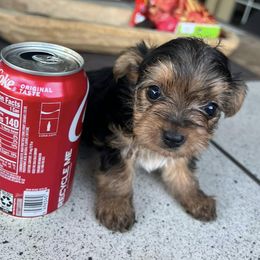 Yorkshire Terriers from Tiny Yorkie Love