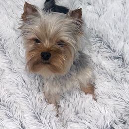 Cam Cam - Yorkshire Terrier