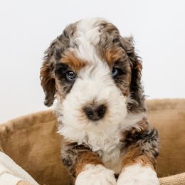 Bernedoodles from San Tan Mini Doodles