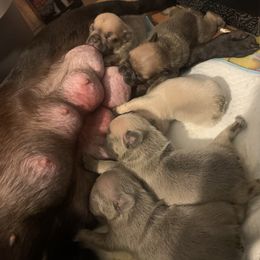 French Bulldog puppies from Gudino Gonzalez Frenchies