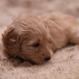 "Orange" Goldendoodle Puppies from Hogan Family-Raised F1b Gooldendoodles