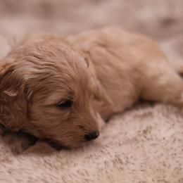 "Orange" Goldendoodle Puppies from Hogan Family-Raised F1b Gooldendoodles