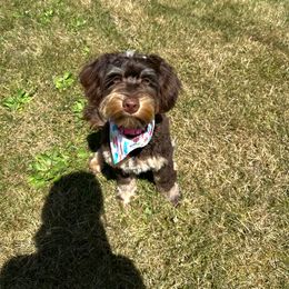 Georgia - Bernedoodle