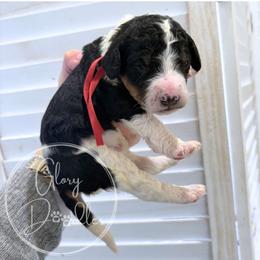 Red - Tri-color male Bernedoodle puppy in Rockwall, Texas from Glory Doodles