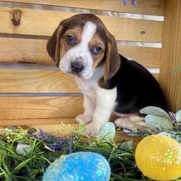 Ray - Black tan and white male Beagle puppy in Katy, Texas from Houston’s Howlin’ Hounds