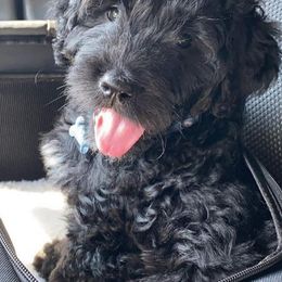 Goldendoodle Puppies from Baby Bell Doodles