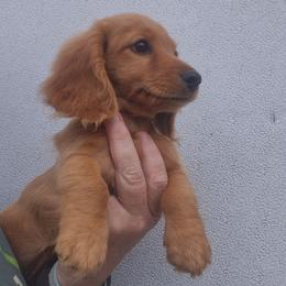 Red Akc girl - Red female Dachshund puppy in Madisonville, Tennessee from LaRose Farm & Kennels