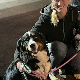 Bernese Mountain Dog All Grown Up from Black Forest Bernese