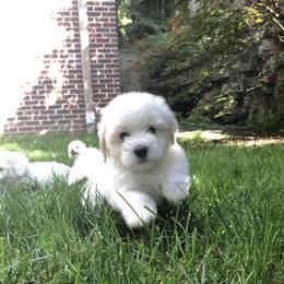 Coton de Tulear Puppies from Hopecrest Show Dogs