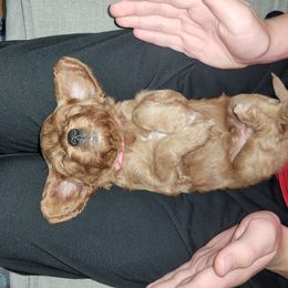 Cavapoo Puppies from Prince Pups
