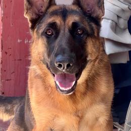 Bella - Black and red female German Shepherd puppy in Whitewater, California from Vom Haus Metzler Shepherds