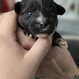Male 1- Tyson - Black male Morkie puppy in Pittsburgh, Pennsylvania from Maria's Morkies & More