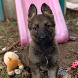 Sonja - Sable female German Shepherd puppy in Southern Maryland, Maryland from Reddington Shepherds