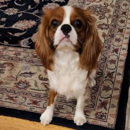Winny - Cavalier King Charles Spaniel